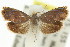  ( - 11ANIC-12984)  @13 [ ] CreativeCommons - Attribution (2011) ANIC/CBG Photography Group Centre for Biodiversity Genomics
