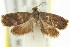  ( - 11ANIC-12987)  @12 [ ] CreativeCommons - Attribution (2011) ANIC/CBG Photography Group Centre for Biodiversity Genomics