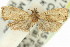  ( - 11ANIC-12991)  @11 [ ] CreativeCommons - Attribution (2011) ANIC/CBG Photography Group Centre for Biodiversity Genomics