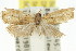  ( - 11ANIC-12992)  @12 [ ] CreativeCommons - Attribution (2011) ANIC/CBG Photography Group Centre for Biodiversity Genomics