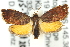  ( - 11ANIC-13043)  @13 [ ] CreativeCommons - Attribution (2011) ANIC/CBG Photography Group Centre for Biodiversity Genomics