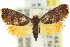  ( - 11ANIC-13044)  @12 [ ] CreativeCommons - Attribution (2011) ANIC/CBG Photography Group Centre for Biodiversity Genomics