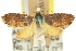  ( - 11ANIC-13047)  @11 [ ] CreativeCommons - Attribution (2011) ANIC/CBG Photography Group Centre for Biodiversity Genomics