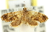  ( - 11ANIC-13049)  @11 [ ] CreativeCommons - Attribution (2011) ANIC/CBG Photography Group Centre for Biodiversity Genomics