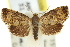  ( - 11ANIC-13050)  @13 [ ] CreativeCommons - Attribution (2011) ANIC/CBG Photography Group Centre for Biodiversity Genomics
