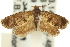  (Loranthacydia aulacodes - 11ANIC-13051)  @13 [ ] CreativeCommons - Attribution (2011) ANIC/CBG Photography Group Centre for Biodiversity Genomics