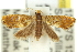  ( - 11ANIC-13053)  @13 [ ] CreativeCommons - Attribution (2011) ANIC/CBG Photography Group Centre for Biodiversity Genomics