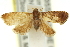  ( - 11ANIC-13054)  @13 [ ] CreativeCommons - Attribution (2011) ANIC/CBG Photography Group Centre for Biodiversity Genomics
