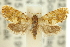  ( - 11ANIC-13055)  @13 [ ] CreativeCommons - Attribution (2011) ANIC/CBG Photography Group Centre for Biodiversity Genomics