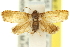  ( - 11ANIC-13056)  @13 [ ] CreativeCommons - Attribution (2011) ANIC/CBG Photography Group Centre for Biodiversity Genomics