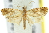  (Loranthacydia multilinea - 11ANIC-13058)  @13 [ ] CreativeCommons - Attribution (2011) ANIC/CBG Photography Group Centre for Biodiversity Genomics