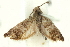  ( - 11ANIC-13061)  @11 [ ] CreativeCommons - Attribution (2011) ANIC/CBG Photography Group Centre for Biodiversity Genomics