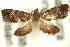  ( - 11ANIC-13062)  @11 [ ] CreativeCommons - Attribution (2011) ANIC/CBG Photography Group Centre for Biodiversity Genomics