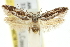  ( - 11ANIC-13066)  @13 [ ] CreativeCommons - Attribution (2011) ANIC/CBG Photography Group Centre for Biodiversity Genomics