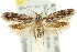  ( - 11ANIC-13068)  @11 [ ] CreativeCommons - Attribution (2011) ANIC/CBG Photography Group Centre for Biodiversity Genomics