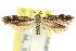  ( - 11ANIC-13072)  @11 [ ] CreativeCommons - Attribution (2011) ANIC/CBG Photography Group Centre for Biodiversity Genomics