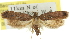  ( - 11ANIC-13074)  @11 [ ] CreativeCommons - Attribution (2011) ANIC/CBG Photography Group Centre for Biodiversity Genomics