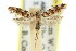  ( - 11ANIC-13126)  @13 [ ] CreativeCommons - Attribution (2011) ANIC/CBG Photography Group Centre for Biodiversity Genomics