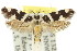  ( - 11ANIC-13163)  @14 [ ] CreativeCommons - Attribution (2011) ANIC/CBG Photography Group Centre for Biodiversity Genomics