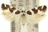  ( - 11ANIC-13175)  @11 [ ] CreativeCommons - Attribution (2011) ANIC/CBG Photography Group Centre for Biodiversity Genomics