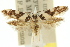  ( - 11ANIC-13201)  @11 [ ] CreativeCommons - Attribution (2011) ANIC/CBG Photography Group Centre for Biodiversity Genomics