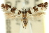  ( - 11ANIC-13214)  @11 [ ] CreativeCommons - Attribution (2011) ANIC/CBG Photography Group Centre for Biodiversity Genomics
