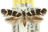  ( - 11ANIC-13225)  @11 [ ] CreativeCommons - Attribution (2011) ANIC/CBG Photography Group Centre for Biodiversity Genomics