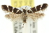  ( - 11ANIC-13229)  @11 [ ] CreativeCommons - Attribution (2011) ANIC/CBG Photography Group Centre for Biodiversity Genomics