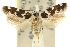  ( - 11ANIC-13271)  @11 [ ] CreativeCommons - Attribution (2011) ANIC/CBG Photography Group Centre for Biodiversity Genomics