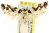  ( - 11ANIC-13303)  @14 [ ] CreativeCommons - Attribution (2011) ANIC/CBG Photography Group Centre for Biodiversity Genomics
