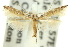  ( - 11ANIC-13331)  @13 [ ] CreativeCommons - Attribution (2011) ANIC/CBG Photography Group Centre for Biodiversity Genomics