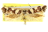  ( - 11ANIC-13354)  @11 [ ] CreativeCommons - Attribution (2011) ANIC/CBG Photography Group Centre for Biodiversity Genomics