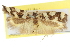  ( - 11ANIC-13376)  @11 [ ] CreativeCommons - Attribution (2011) ANIC/CBG Photography Group Centre for Biodiversity Genomics