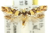  ( - 11ANIC-13381)  @11 [ ] CreativeCommons - Attribution (2011) ANIC/CBG Photography Group Centre for Biodiversity Genomics