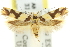  ( - 11ANIC-13384)  @11 [ ] CreativeCommons - Attribution (2011) ANIC/CBG Photography Group Centre for Biodiversity Genomics