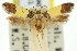  ( - 11ANIC-13392)  @11 [ ] CreativeCommons - Attribution (2011) ANIC/CBG Photography Group Centre for Biodiversity Genomics