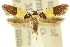  ( - 11ANIC-13393)  @11 [ ] CreativeCommons - Attribution (2011) ANIC/CBG Photography Group Centre for Biodiversity Genomics