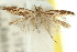  ( - 11ANIC-13479)  @11 [ ] CreativeCommons - Attribution (2011) ANIC/CBG Photography Group Centre for Biodiversity Genomics