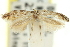  (Otonoma anemois - 11ANIC-13483)  @11 [ ] CreativeCommons - Attribution (2011) ANIC/CBG Photography Group Centre for Biodiversity Genomics
