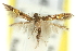  ( - 11ANIC-13528)  @11 [ ] CreativeCommons - Attribution (2011) ANIC/CBG Photography Group Centre for Biodiversity Genomics
