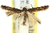  ( - 11ANIC-13784)  @11 [ ] CreativeCommons - Attribution (2011) ANIC/CBG Photography Group Centre for Biodiversity Genomics
