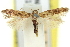 ( - 11ANIC-13823)  @11 [ ] CreativeCommons - Attribution (2011) ANIC/CBG Photography Group Centre for Biodiversity Genomics