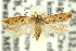  (Hemiarcha tetrasticta - 11ANIC-13852)  @15 [ ] CreativeCommons - Attribution (2011) ANIC/CBG Photography Group Centre for Biodiversity Genomics