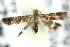  ( - 11ANIC-13878)  @13 [ ] CreativeCommons - Attribution (2011) ANIC/CBG Photography Group Centre for Biodiversity Genomics