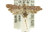  ( - 11ANIC-13913)  @13 [ ] CreativeCommons - Attribution (2011) ANIC/CBG Photography Group Centre for Biodiversity Genomics