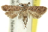  ( - 11ANIC-13914)  @15 [ ] CreativeCommons - Attribution (2011) ANIC/CBG Photography Group Centre for Biodiversity Genomics