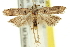  ( - 11ANIC-13916)  @11 [ ] CreativeCommons - Attribution (2011) ANIC/CBG Photography Group Centre for Biodiversity Genomics