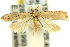  ( - 11ANIC-13922)  @15 [ ] CreativeCommons - Attribution (2011) ANIC/CBG Photography Group Centre for Biodiversity Genomics
