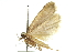  ( - 11ANIC-13923)  @14 [ ] CreativeCommons - Attribution (2011) ANIC/CBG Photography Group Centre for Biodiversity Genomics