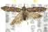  ( - 11ANIC-13931)  @14 [ ] CreativeCommons - Attribution (2011) ANIC/CBG Photography Group Centre for Biodiversity Genomics